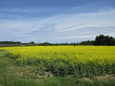菜の花畑