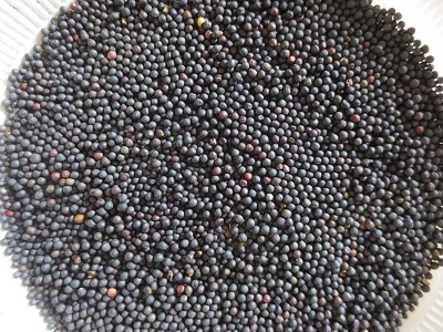 収穫されたなたね