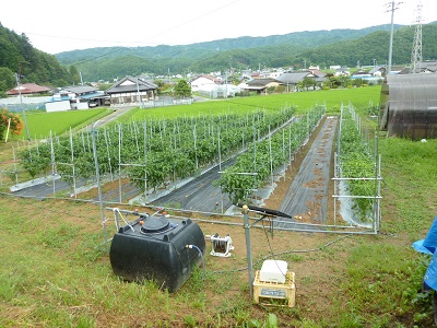 ソーラー自動かん水システムを設置したほ場