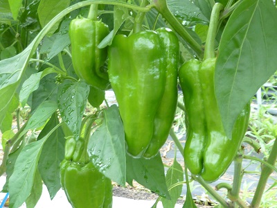 露地栽培のピーマン