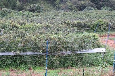 一面に広がるワインぶどう畑