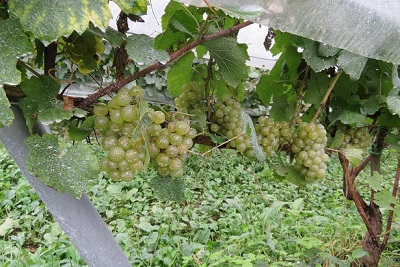 白ワイン用の代表的な品種「シャルドネ」