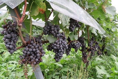 赤ワイン用の代表的な品種「メルロー」