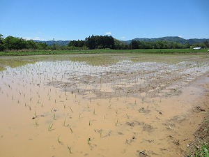 田植え後の田んぼ