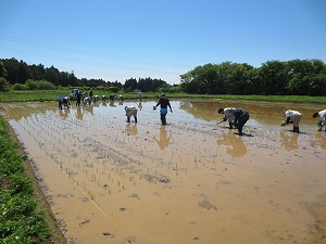 田植え作業中(1)