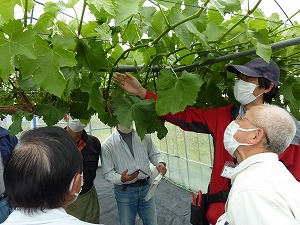 開花の状態を説明する菅野技師