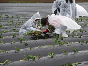 さつまいもの苗植えを行う学生のみなさん