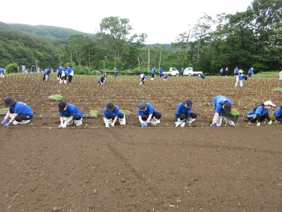 エゴマの定植を行う学生たち