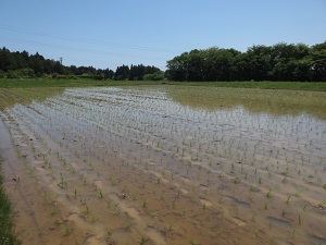 田植え後の田んぼ