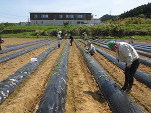 さつまいも苗植え