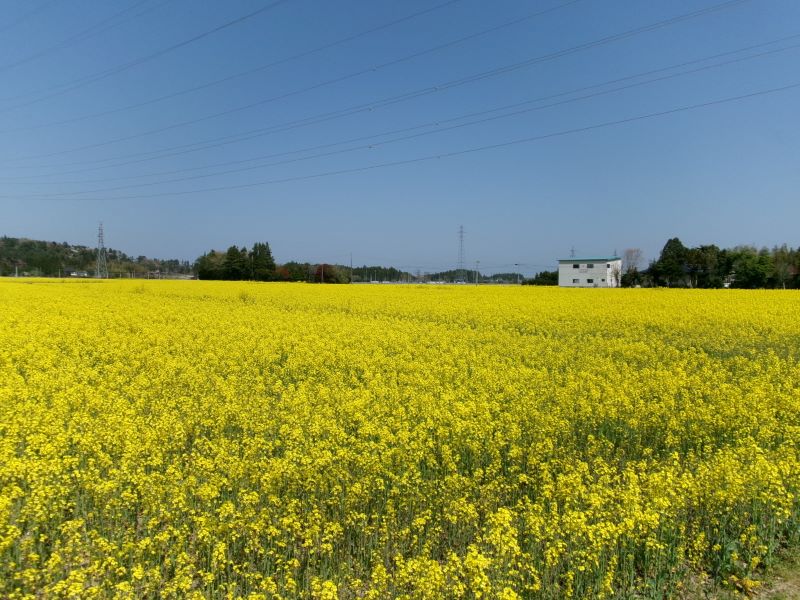 菜と桜