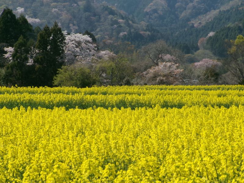 菜と桜１