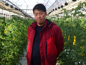 トロピカルトマトを栽培する関根さん