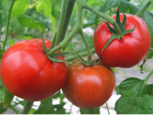 小粒で甘く愛情たっぷりの「トロピカルトマト」