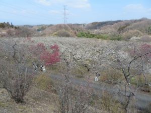 高台から眺める梅の里