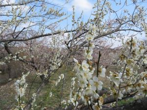 満開の梅の花