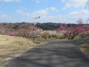 梅の里の散歩道