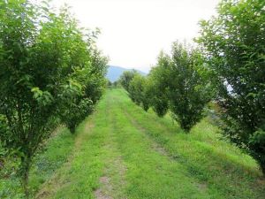 啓翁桜を栽培する圃場