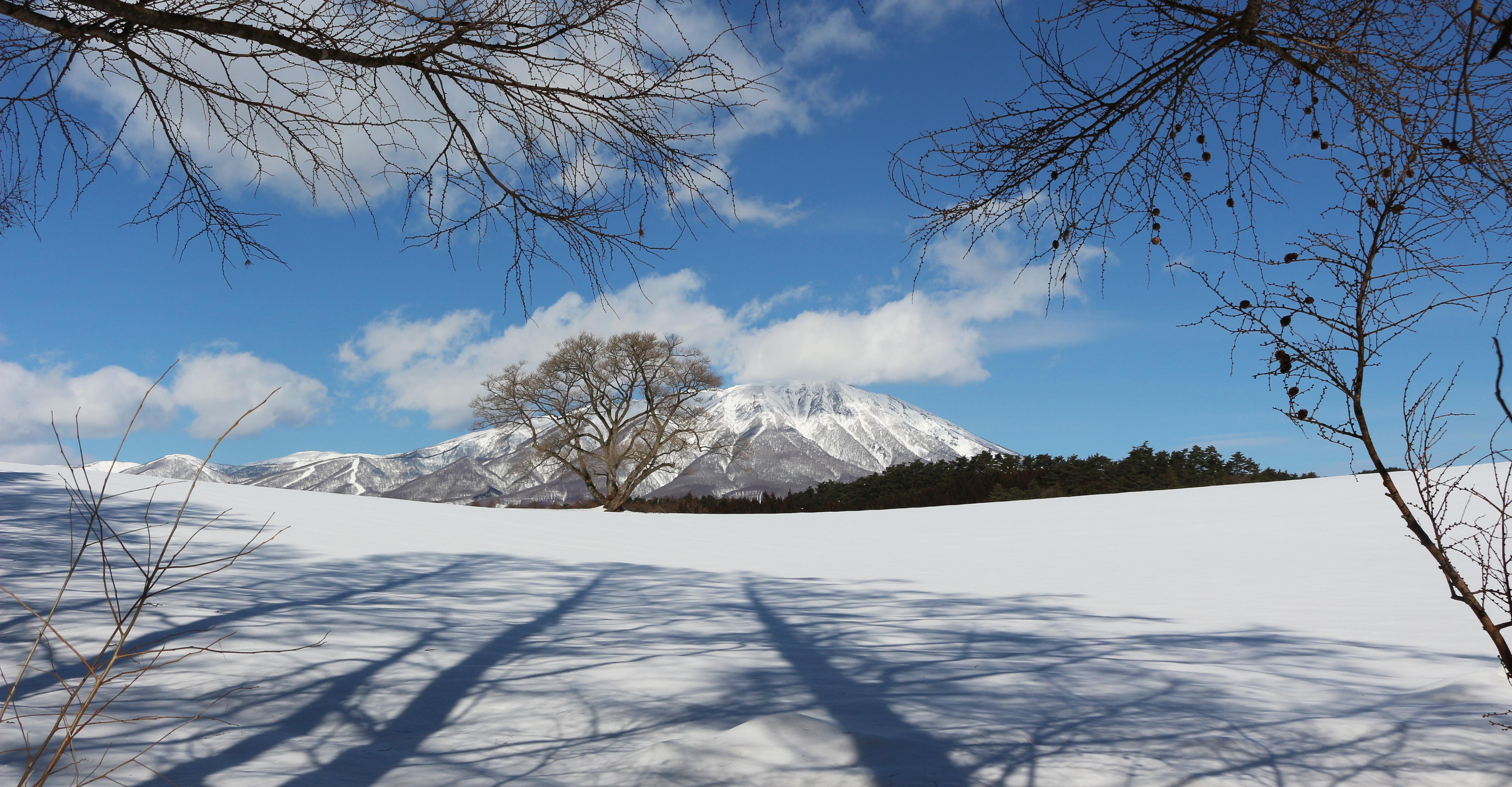 岩手山と木の陰