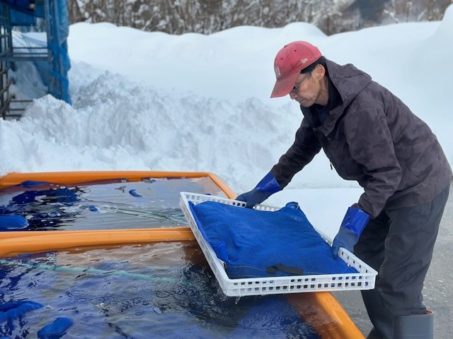 玄そばを流水に浸す作業の様子