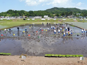 田んぼアート