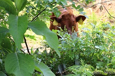 茂みから除く牛