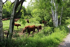 水飲む場に集まる牛たち