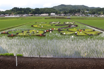 ２週間後の田んぼ