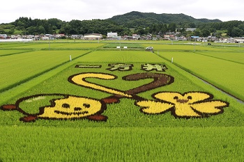 ２ヶ月後の田んぼ