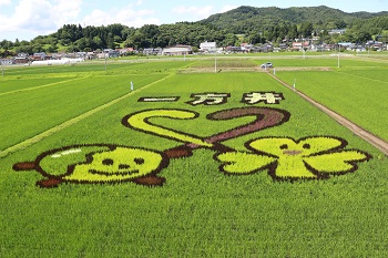 ５週間後の田んぼ