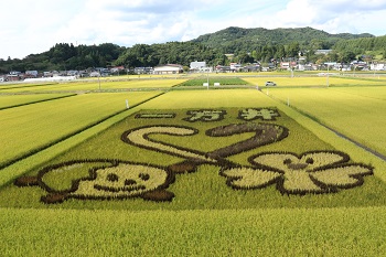 ３ヶ月後の田んぼ