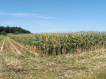トウモロコシほ場