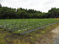 圃場風景