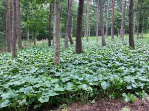 木々の下に畑わさびが生えている様子