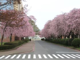 岩手大学構内の桜並木