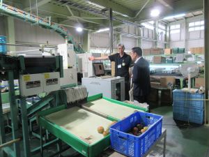 JAいわて平泉の農産物集出荷センター内で説明を受ける島尾地方参事官