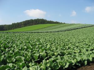 夏に出荷のピークを迎えるブランドキャベツ「いわて春みどり」（岩手町提供）