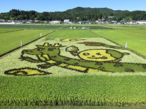 今年の田んぼアート 小学生が町のキャラクター「たまなぼうや」と干支「辰」から考案したデザインをもとに制作