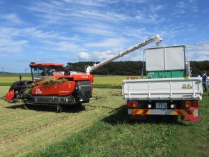 収量コンバインから籾運搬車に籾を移す様子