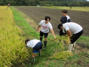 鎌での手刈りの様子