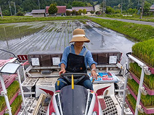 田植えをするマナニさん