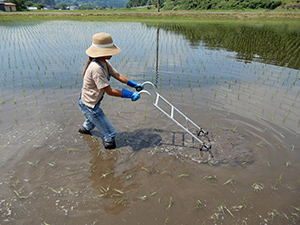 除草作業をするマナニさん