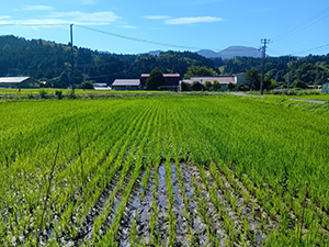 マナニさんの水稲ほ場
