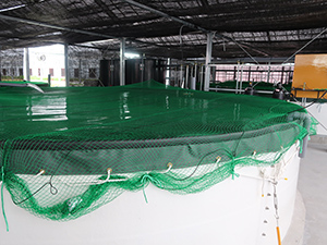 チョウザメ養殖槽