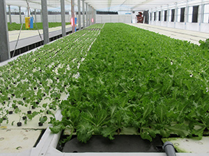 リーフレタス類の水耕栽培