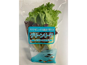 リーフレタス