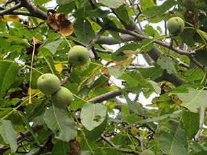 手打ちくるみの実