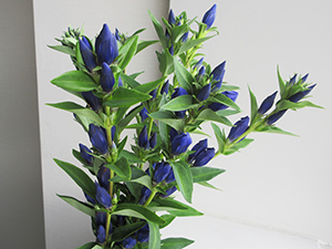 照井さんが育てたりんどうの花