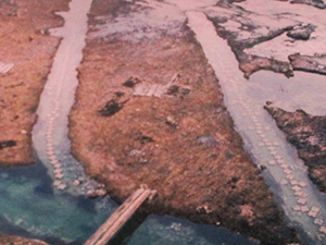 干潮時のウニ増殖溝の様子