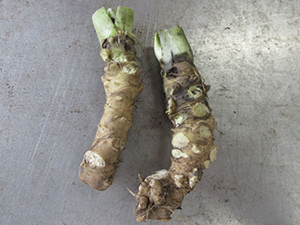 畑わさびの地下茎